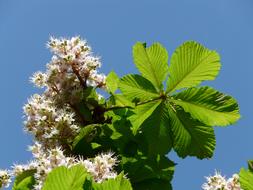 chestnut branch with flowers on a background of blue sky