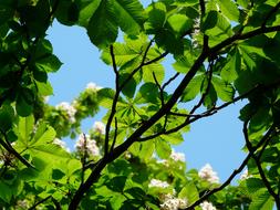 \Rosskastanie Flowers blue sky