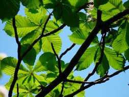 Close-up of the beautiful, green chestnut leaves, on the branches of the tree, in light, under the blue sky