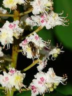 bee on inflorescences close-up on a blurred background