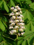 Close-up of the beautiful and colorful chestnut flowers, on the tree, with the green leaves