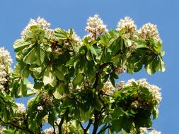 Inflorescence Tree Leaves and flowers