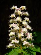 Inflorescence Tree Leaves and flowers