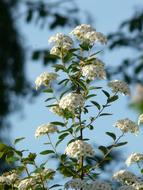 Glory Spierstrauch Flowers