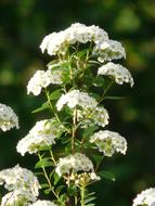 Beautiful, blooming, white glory spierstrauch flowers, at blurred background
