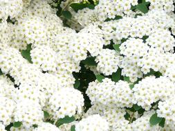 Glory Flowers White