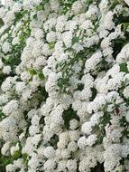 Spierstrauch Flowers White