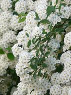 Glory Spierstrauch White Flowers