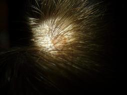 close-up of a spot in the hair on the head