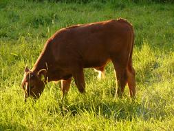 Cow Domestic Cattle on livestock