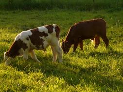 Beautiful, colorful and cute cows, on the field, in light and shadow