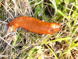 red slug crawling on grass