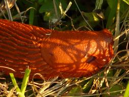 red slug on grass, macro