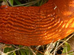 red slug, top view, detail