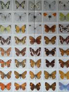 Species Butterflies set