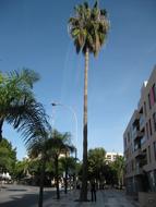 Large Palm at Blue sky