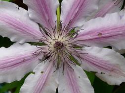 Clematis, center of white and pink Flower