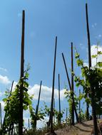 Wine Vines in countryside