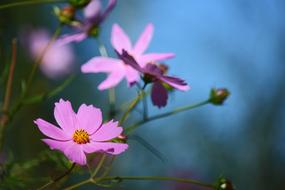 cute Flower