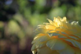 Flower Yellow sun shadows