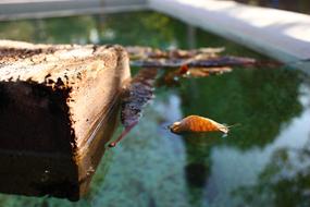 wood block and dry autumn leaf float in the water