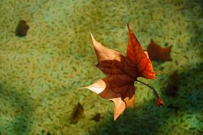 Leaf Autumn Dry as background