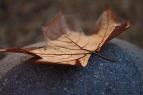 Leaf Autumn Dry on a stone on a blurred background