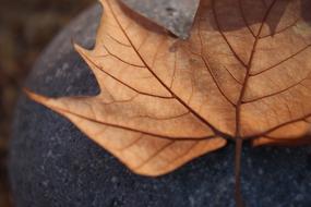 macro photo of Autumn Dry Leaf