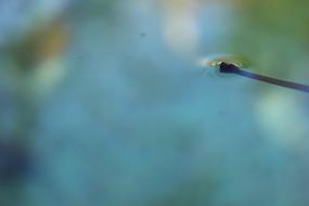 Close-up of the beautiful and colorful water with the leaf, in autumn