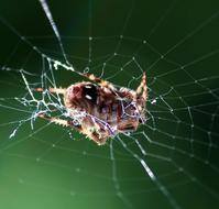 spider on a web on a blurred green background