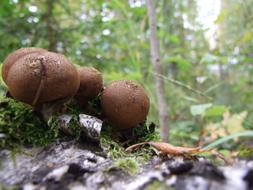Mushroom Rot brown