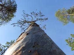 Old Pine Tree, bottom view