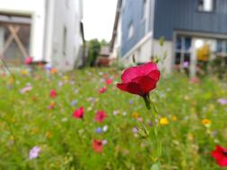 extraordinarily beautiful Bloom Flower