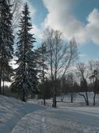 Sky Trees snow