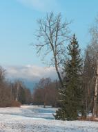 landscape of Trees in snowy Park