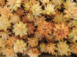 dry flowers with seeds close up