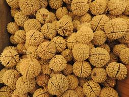 Pile of the yellow dried nuts, with the seeds