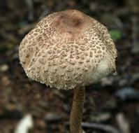 green-spored lepiota