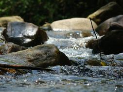 Water Movement