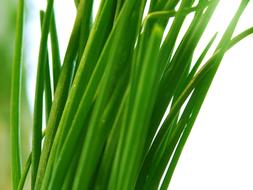 Garden Herbs green