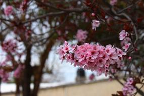 wonderful Pink Cherry flowers