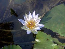 unusually beautiful Flora Vitoria Regia