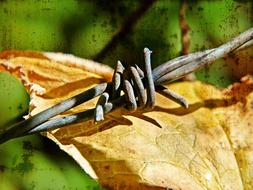 Close-up of the barbwire fence, with the colorful leaf, in sunlight