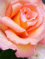 absolutely beautiful Rose Pink Macro