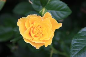 Rose Yellow Blossom close-up on blurred background