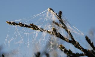 Spiderweb branch