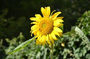 goodly Sunflower Flower
