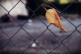 dry leaf on a wire fence close-up on blurred background