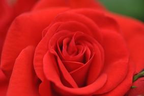 extraordinarily beautiful Rose Red Flower