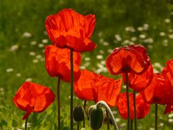 Papaver Rhoeas Flower